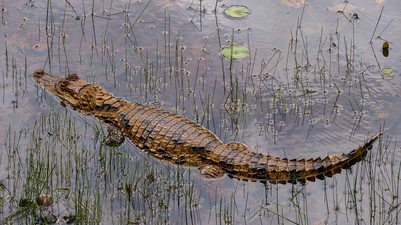 Dono da Lacoste: Quem Comanda a Marca no Brasil