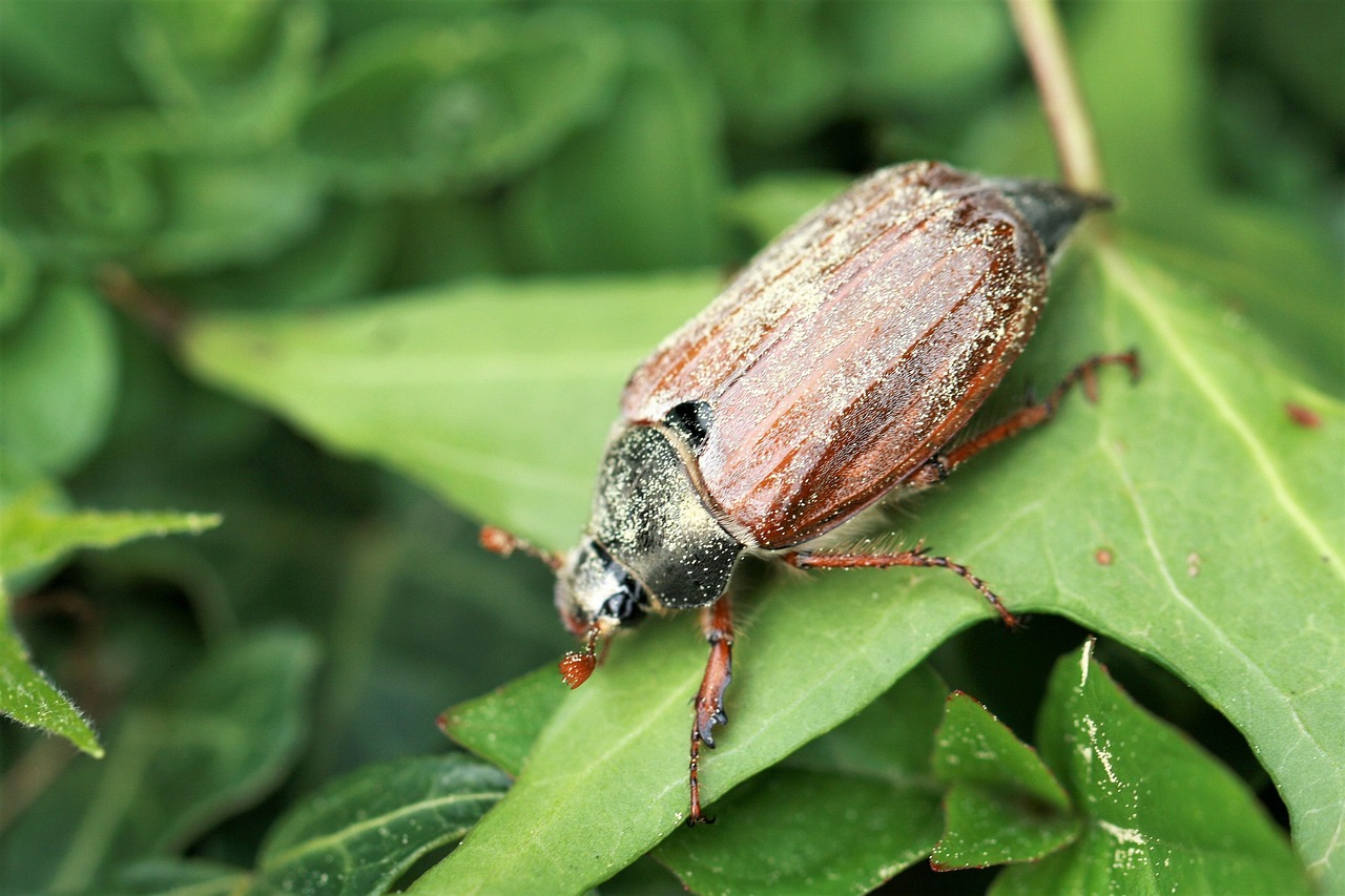 Dono do BK: Quem Está Por Trás do Burger King no Brasil