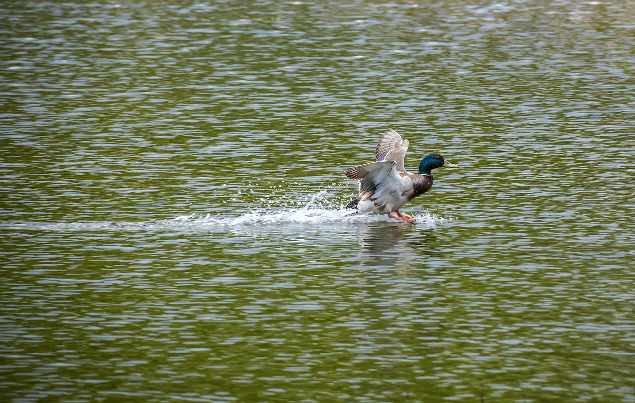 O Que é 1/2: Explicação e Exemplos