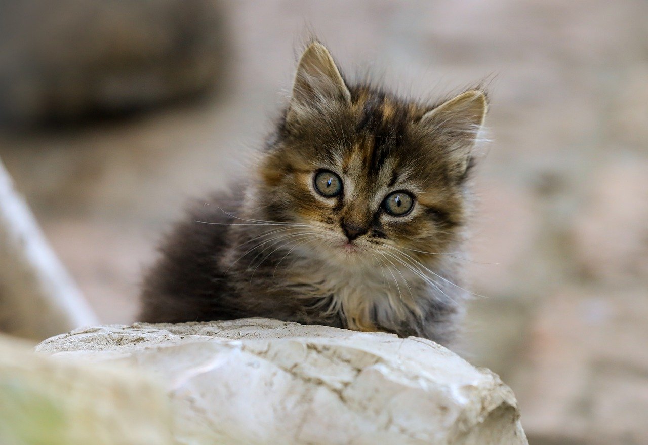 Quem Nasceu em 1960: Idade Atual