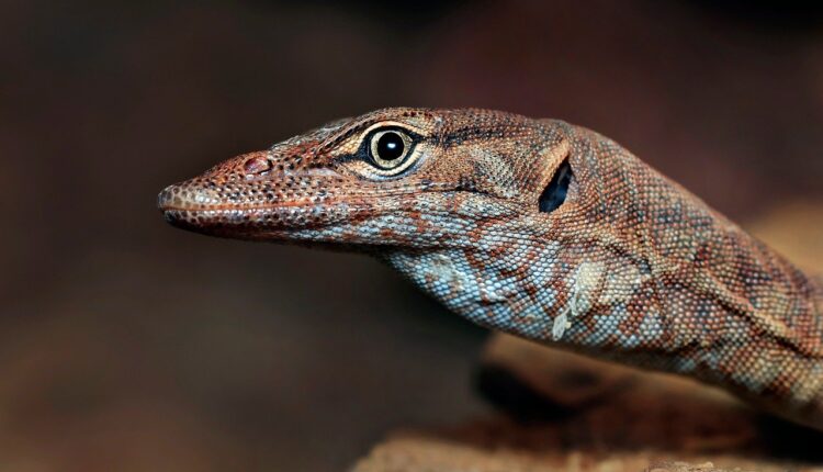 1 Miligrama Equivale a Quantos ML? Entenda a Diferença