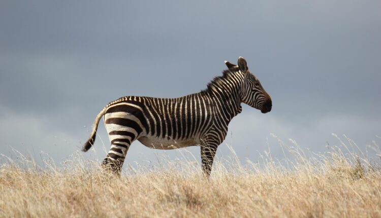 Zebra em Inglês: Como Escrever e Usar no Dia a Dia
