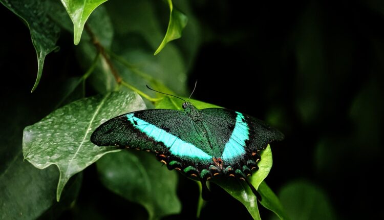 Desenvolvimento 2: As Melhores Práticas para Crescer em 2025