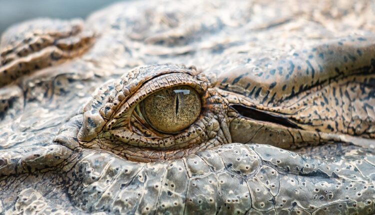 Dono da Lacoste: Quem Comanda a Marca no Brasil