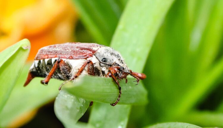 Dono do BK: Quem Está Por Trás do Burger King no Brasil
