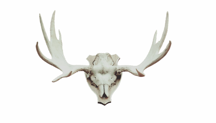 Elogios para Homem: 15 Frases que Vão Surpreendê-lo