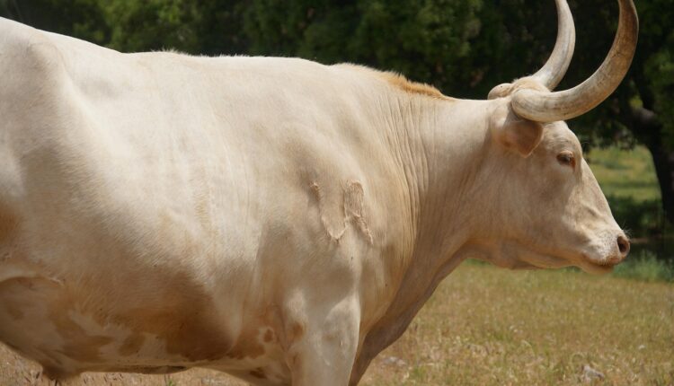 MKT Significado: O Que é Marketing e Por Que Ele Importa