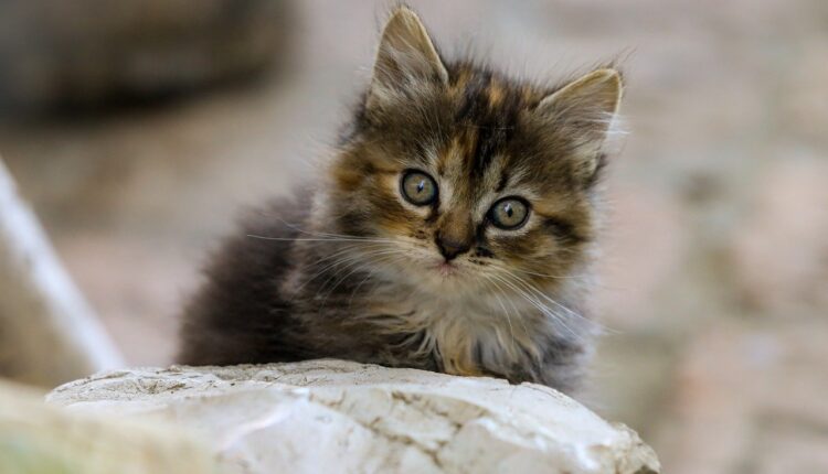 Nelson Rangel: Quem é e Qual Sua História de Sucesso