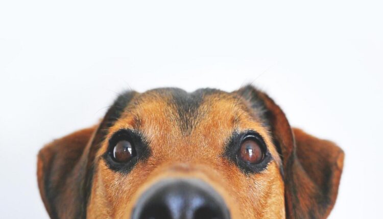 Transforme o Relógio Canino: Descubra o Segredo da Longevidade!