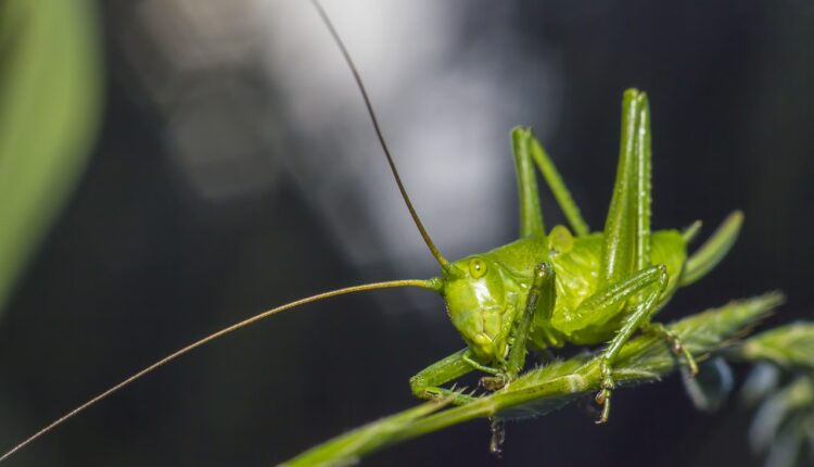 O Que é 1/2: Explicação e Exemplos