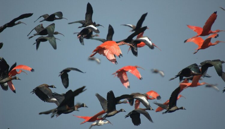 O Que é X9: Significado e Origem