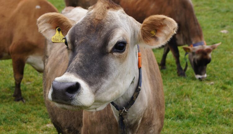 Time com Z: Clubes e História