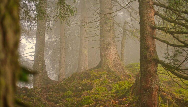 Sonhar Que Está Fugindo: Significado Psicológico