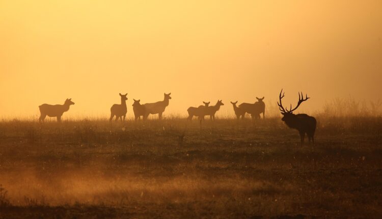 Sonhar com Boi Preto: Significado e Simbolismo