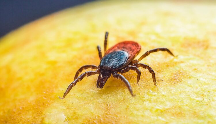 Sonhar com Carrapato: Interpretação e Simbolismo