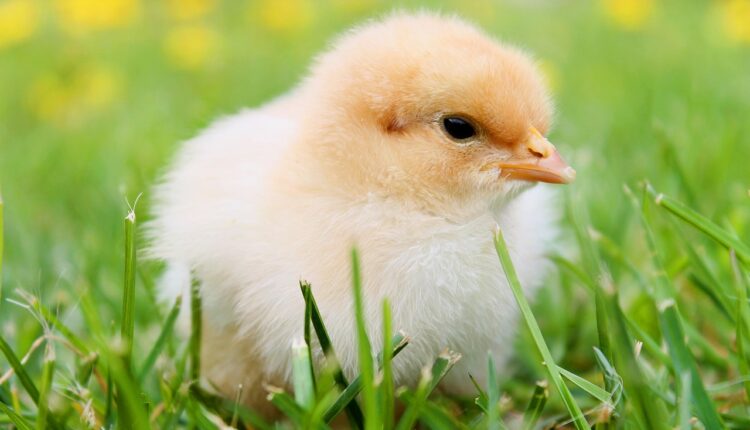 Sonhar com Galinha Viva: Significado