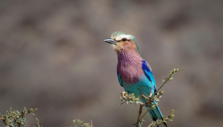 Sonhar com Leite Saindo da Mama: Interpretação