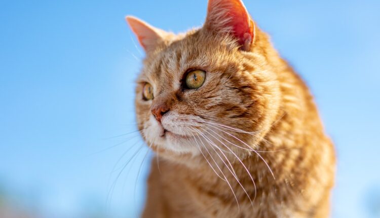 Foto de Perfil Removida no WhatsApp: Motivos e Soluções