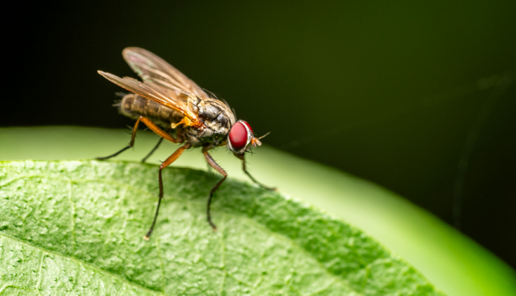 Muitas Moscas em Casa: Causas e Soluções