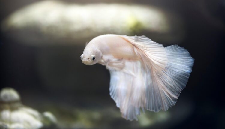 Sonhar Pegando Peixe com a Mão: Interpretação