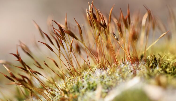 Sonhar com Dente Quebrado: Significado