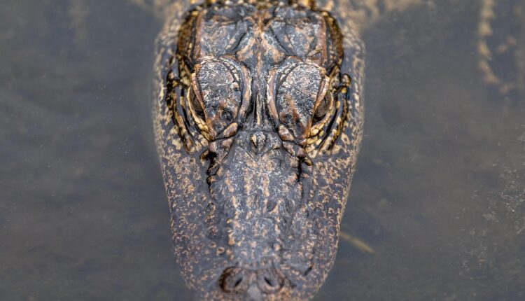 Sonhar com Jacaré: Significado e Interpretação