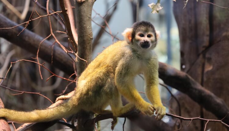 Sonhar com Macaco Atacando: Interpretação