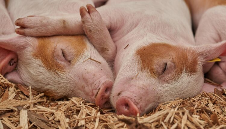 Sonhar com Porco Filhote: Interpretação do Sonho