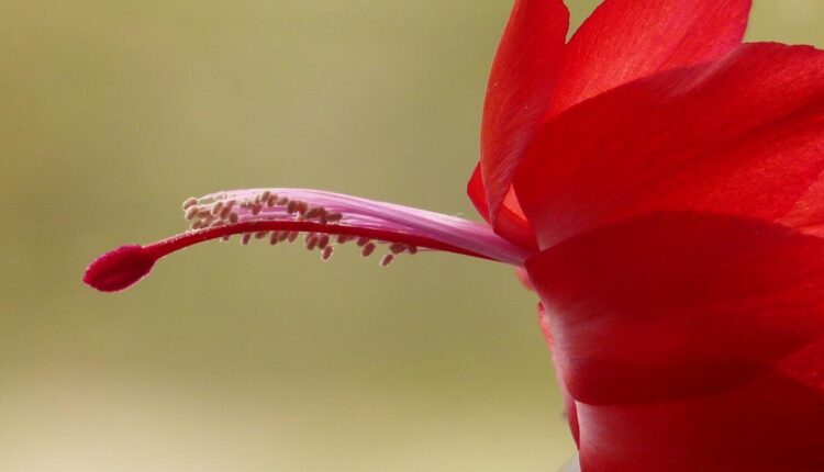 Como cuidar de flor de maio para florir: 5 dicas