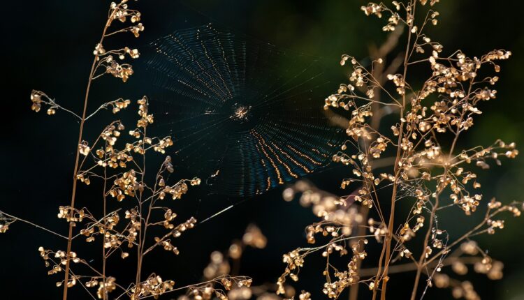Sonhar com Aranha Preta: Interpretação