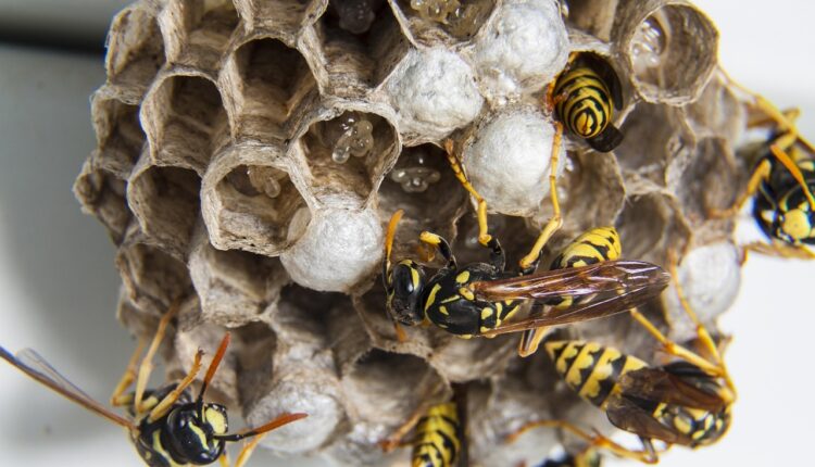 Sonhar com Bebê Sujo de Fezes: Interpretação