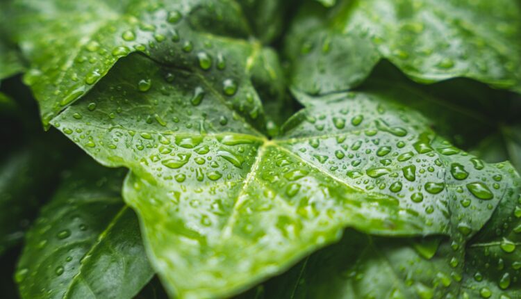 Sonhar com Chuva: Significado e Interpretação