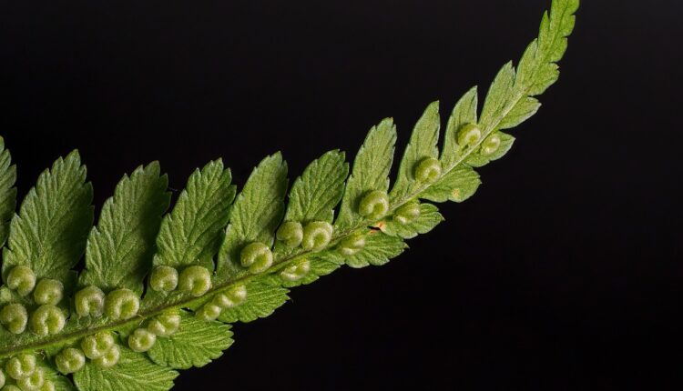 Sonhar com Minhoca: Significado e Interpretação