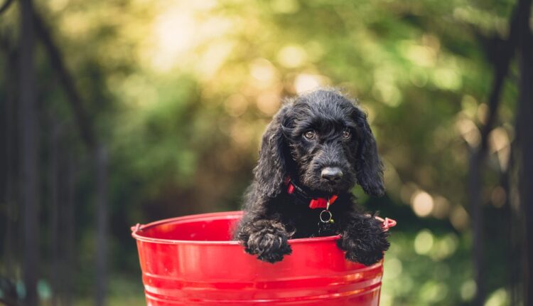 Sonhar com Pessoa Vomitando: Interpretação