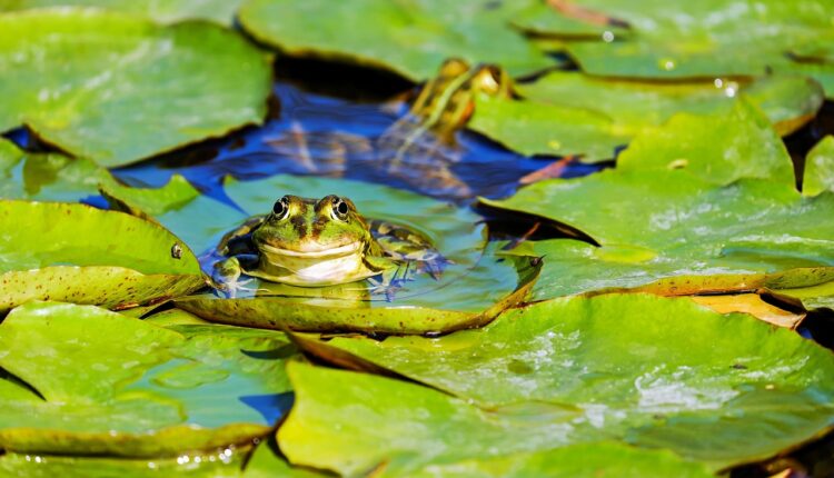 Sonhar com Sapo: Interpretação e Significado