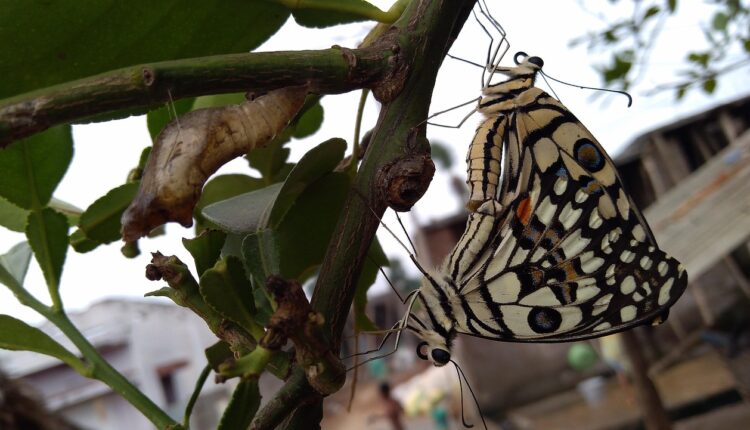 Borboleta Preta e Vermelha: Significado e Simbolismo
