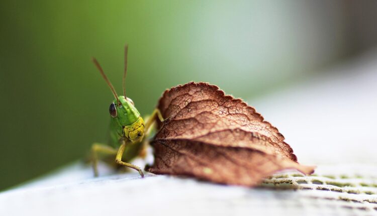 Grilo Verde: Curiosidades e Significado