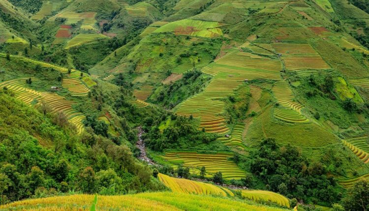 Sonhar com Arroz: Interpretação e Simbolismo