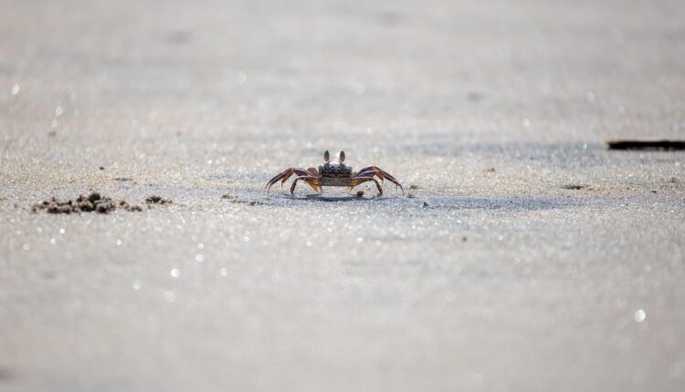 Sonhar com Caranguejo: Interpretação e Significado