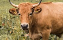 Geniosa Significado: O Que Define uma Pessoa Geniosa - Gazeta do Agreste