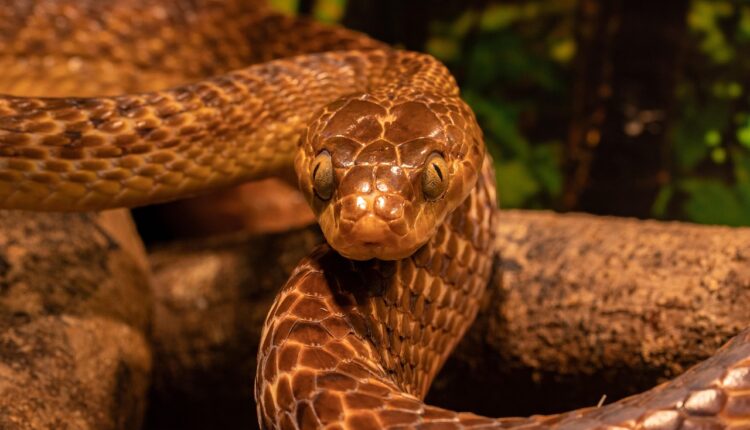 Sonhar com Cobra Preta: Significado e Simbolismo