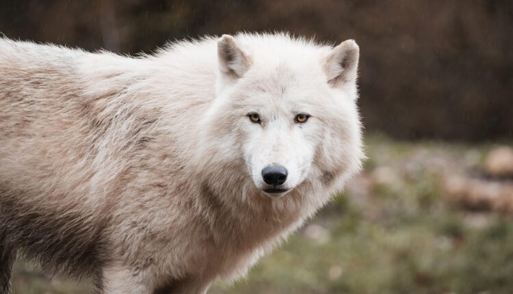 Sonhar com Lobo: Interpretação e Simbolismo