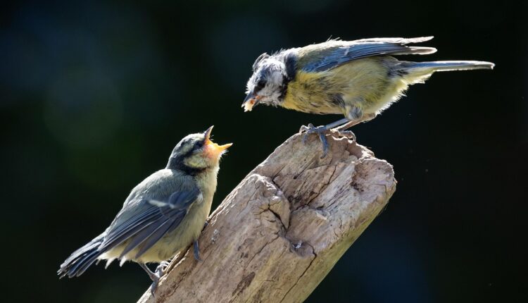 Sonhar com Pintinho: Significado e Simbolismo