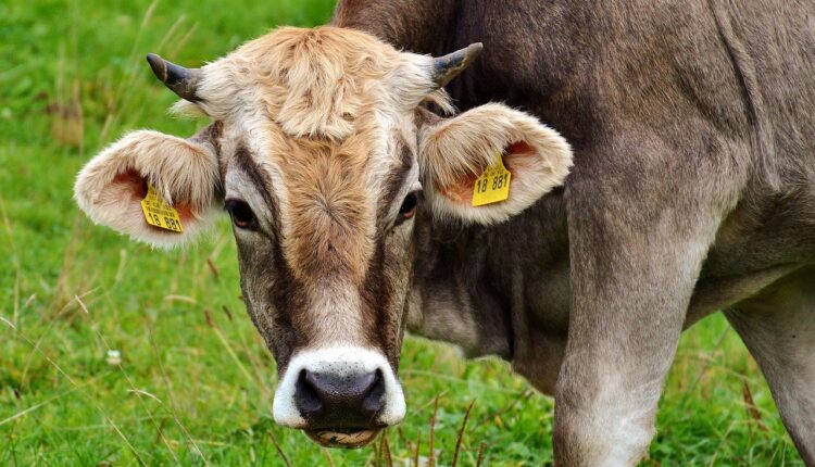 Sonhar com Vaca Morta: Interpretação