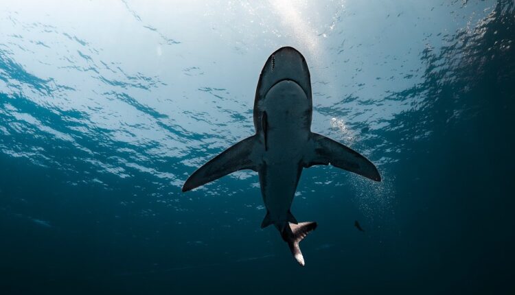 Sonhar com Mar: Interpretação e Significado